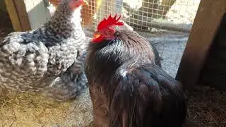 Visite du parc des pékins et tour de l'élevage !!!