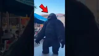 Quel Gorilla Spaventa Tutti In Città 😨 #foryou