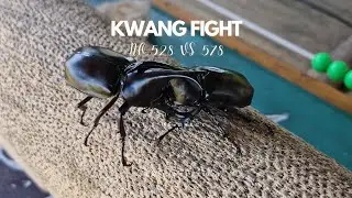 Check code 528-578, super fun #insects #beetlefight #world #beetle #fighter #fighting #northernpe...