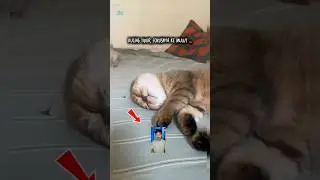 Kucing bobo pulen ... #cat #shorts #kucinglucu #kucing
