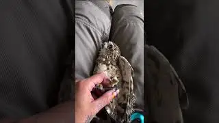 Rescue baby owl #owl #pets #rescue #animals #shorts