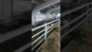 Голден Ламб. Баран тексель австрийской селекции!