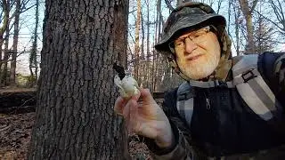 Guiding Deer, Puffballs and Earbuds