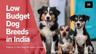 best dog for middle class family in india | Petsinfomania