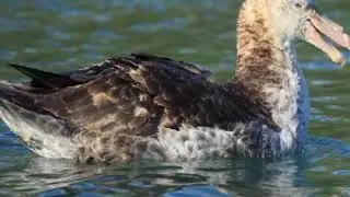 TOP 10 BIRDS WITH THE LONGEST AERIAL MIGRATION