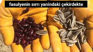 FASULYE YETİŞTİRMEK İSTİYORSAN YANINA AYÇEKİRDEĞİ’DE EK