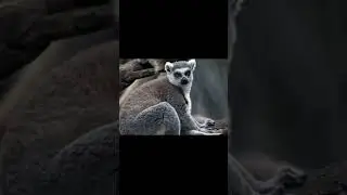 5000 B.C.E SLOTH||OLD ANIMALS SLOTH #shortvideo #5000bce