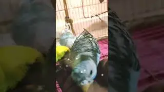 Cute bird Ruby eating food #budgies #shorts