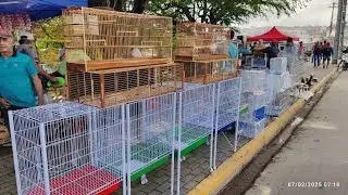 FEIRA DE GAIOLAS DE CARUARU PE 06 E 07 DE FEV. 2025