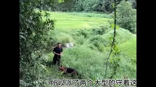 100多亩稻谷眼看就要收割了，却引来了佩奇，这样做能有用吗？ #vlog十亿流量扶持计划 #原创视频 #新农人计划 #稻谷
