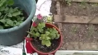 Recycle gardening ideas and May 2012 container garden update