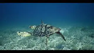 One Hour of a Peaceful Sea Turtle Swimming | Relaxing, Soothing Music | 4K