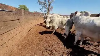 ACIMA DE 600KG- NO MANEJO, PESAGEM E AVALIAÇÃO DO LOTE DE MACHOS.