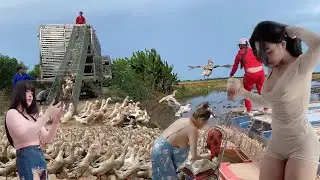 Overview of high-productivity and high-efficiency free-range duck farming.