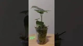#алоказия Серебряный дракон #alocasia #саднабалконе #plants #flowers @garden-balkon 02.11.2024