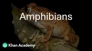 Amphibians | Animal Kingdom | Grade 11 | Biology | Khan Academy