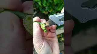 Citrus Gall Wasp is an Australian native insect and its natural host is the Australian finger lime.