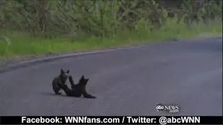 Bear Cubs Wrestling in Yosemite National Park