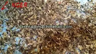 American Pine Nut Sheller Machine Processing Machinery Shelling Process
