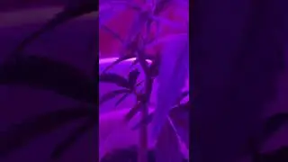 new to growing grow with me #diy #ghetto grow #cannabis #marijuana #firsttime