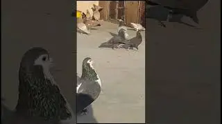 chota sa shok mashAllah