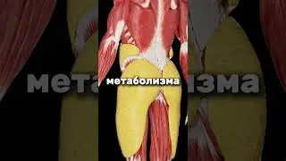 Польза семян чиа #здоровье #рецепты