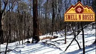 Bushwhacking Medoc Mountain, North Carolina