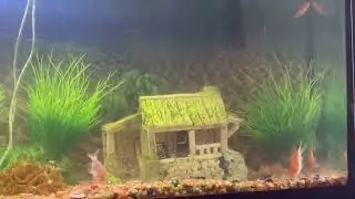 THE FISH ARE HAPPY SWIMMING AROUND THEIR LITTLE HOUSE