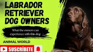 15 Things Only Labrador Retriever Dog Owners Can Understand
