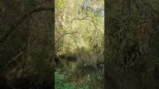 la Camargue