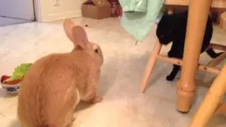Cat Afraid of Rabbit