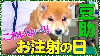 【豆助んち009】豆助、ドキドキ注射の日！・１７日目＜柴犬・豆柴＞