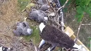 Mom feeding big fish in lunch to eaglet | Dade County Eagle | Jan 10, 2026