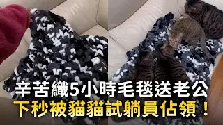 辛苦織5小時毛毯送老公　下秒被貓貓試躺員佔領！
