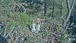 Big chick bonk small chick after Mom take a break | Klinšu ērglis | Golden Eagle | May 13, 2025