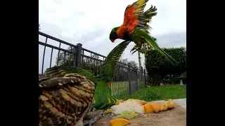 Intimidation - FAIL