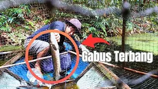JACKPOT ❗GABUS MONSTER MASUK PERANGKAP TAMBAKANG #video #fishing  #fyp @Irawanmila