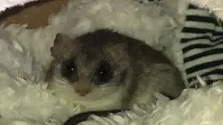African Acacia Rats *live* Special!! Cat tower edition!
