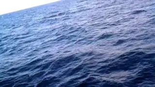 Shark Attacks Dolphin Mega Pod!