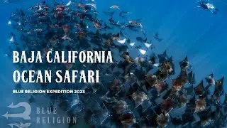 Ocean safari Baja California 2023