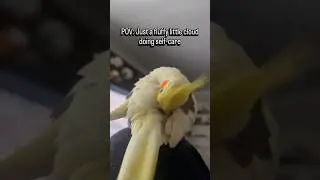 POV: Just a fluffy little cloud doing self-care #cockatiel #birds #petlover #pet #cockatielsinging