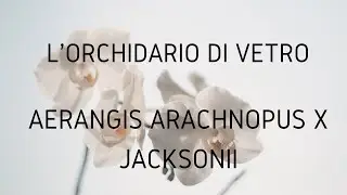 Orchidarium - Aerangis arachnopus x jacksoni