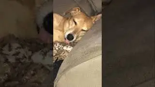 Testem a&iacute; e se funcionar comentem no &aacute;udio original e comente no meu tamb&eacute;m #shorts