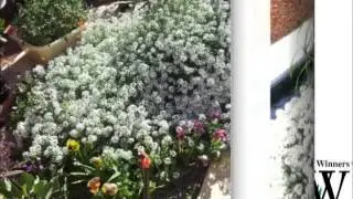 Heat and frost tolerant plants for gardens - Snow Princess (Aussie Winners)