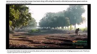 Preparation of mango tree beds and mulching- Video 2 of 2
