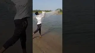Indian best fisherman fishing video vairalshort #amazingfishing #netfishing 🐬