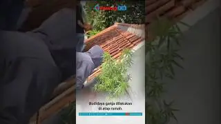 Polisi Bongkar Budidaya Ganja di Atap Rumah, Seorang Warga Bumiayu Brebes Ditangkap