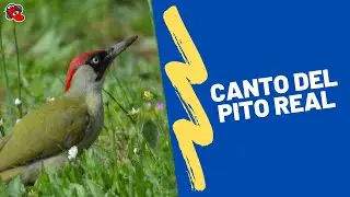 RECLAMO del PITO REAL Canto Limpio 2022 🐤🐦🕊️