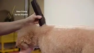 Take a look at the NEW KM Supera Animal Clipper