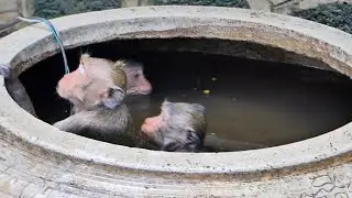 Monkey Alika play water with friends so happily